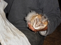 20110617 RINGING FOUR BABY OWLS AT LE BOSQUET 18